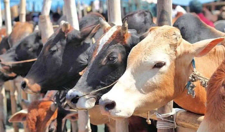 ফাইল ফটো